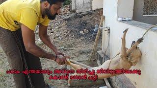 മുള്ളുവെളിക്കിടയിൽ പെട്ട ഒരു പാവം dog #dog #dogslover