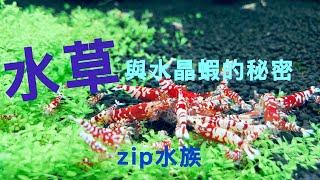 「水草水晶蝦缸」全集