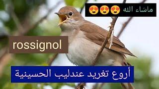 أقوى تغريد العندليب خالي من الاخطاء لتلقين الحسون و هجينه chant de rossignol