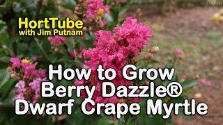How to grow Berry Dazzle® Dwarf Crape Myrtle - Burgundy-Red Foliage and Fuchsia Blooms