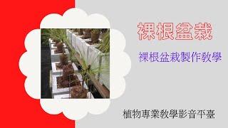 園藝:裸根盆栽的製作教學影片