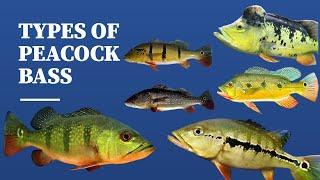 TYPES OF PEACOCK BASS