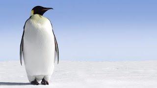 Why penguins waddle: A scientific quirk more efficient than your walk