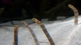 Splendid Garden Eel (Gorgasia preclara)