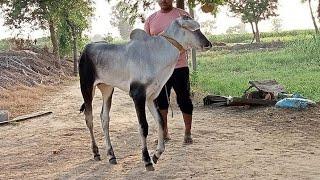 beautiful nagori racing ox racing bulls ox race bailjodi race indian cow nagauri bail