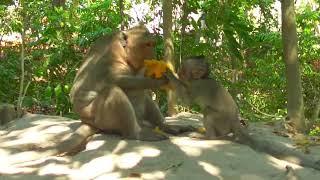 Jungle Monkeys Life In The Forest | Simple Living Lifestyle Of Animals #monkey