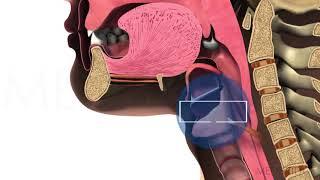 Functioning of the Upper Esophageal Sphincter - Michael Groher | MedBridge