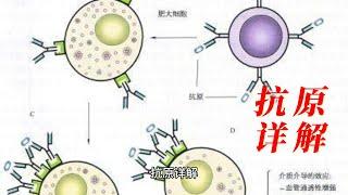 抗原详解