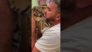 #shorts #shortsvideo #rescue #tiger #animals #healing #cute #love