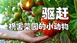 保护菜园、驱赶祸害菜床的小动物 （松鼠、土拨鼠）Protecting Veggie Beds / Keep Rats and Squirrels Out of My Tomato Garden