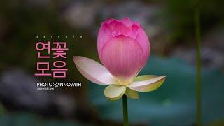 연꽃 Lotus flowers 이미지 모음