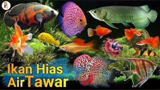 16 Jenis Ikan Hias Air Tawar