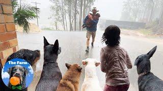 Heavy Rain Hits Farm with Twenty Four Animals Take Refuge in House