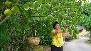 Li Ziqing is crisp and sweet. It is a fragrant fruit and a delicious dish. In summer  the most gree