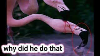 Amazing..parents feeding the little one in a very terrifying way / #strange #wonderful #wildlife