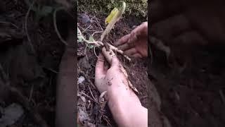 Женьшень: Концентрат долголетия и здоровья  #природа #растения #женьшень