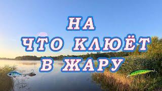 НА ЧТО КЛЮЁТ В ЖАРУ! Прямой эфир Уловистых проводок и приманок! Жаркий День и Достойная Рыба!