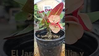 Chan Chao #coronasdecristo #euphorbia #plantas ##crownofthorns