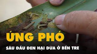 Sâu đầu đen hại dừa hoành hành, Bến Tre thả 522 triệu con ong ký sinh để ứng phó