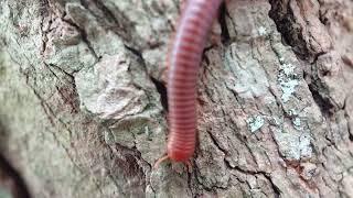 Kaki seribu, millipede, luwing, keluwing