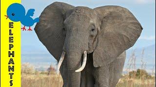 Elephants for Little Ones: Preschool Learning about Elephants for Kids - FreeSchool Early Birds