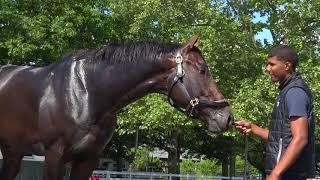 Chad Brown talks Gronkowski after work - June 2, 2018