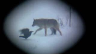 Wild Eastern Wolves in Algonquin Provincial Park - February 18, 2010 (www.algonquinpark.on.ca)