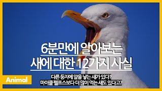 6분만에 알아보는 새에 대한 12가지 사실