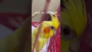 My eyes #cockatiel #cockatieleye #youtubeshorts#youtubeshorts #cockatiellovers #eyes #cure #prayer