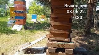 Японский улей роение 8.06.22. Состояние до и после выхода первака.