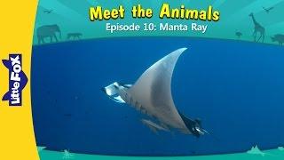 Meet the Animals 10 | Manta Ray | Wild Animals | Little Fox | Animated Stories for Kids