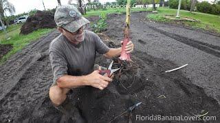 Planting 10 Banana Plants