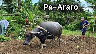 Nagpa-Araro sa Bukid at nagsuyod! malawak pala ang Farm | BUHAY PROBINSYA | TRADITIONAL FARMING