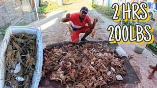 MASSIVE LOBSTER HAUL, OVER 200LBS IN 2HRS!!! EPIC