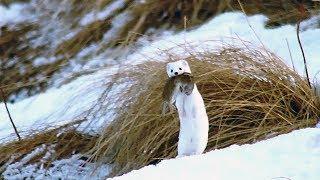 Least weasel hunting mice