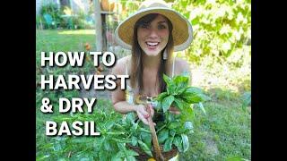 Harvesting & Drying Basil