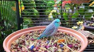 Parrot TV  Relax To Singing Birds & Nature Sounds  Parrotlet Sounds  10 Hours