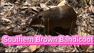 This is the Endangered Southern Brown Bandicoot! In the Wilderness!!! I had its identity confirmed!