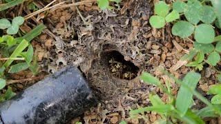 MASSIVE Subterranean Yellow Jacket Nest Removed From Client's Yard! Wasp Nest Removal.