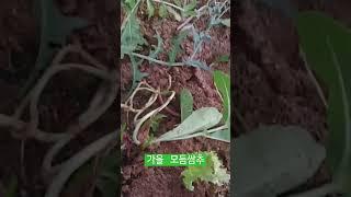 성악가의 텃밭놀이터-가을 모듬쌈추 비닐 온실하우스(쌈채소)