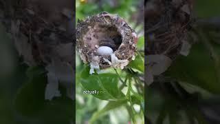 I rescued a hummingbird tangled in fishing line #shorts #rescue #hummingbird #animals #pets