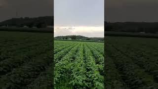 Soybean Starter Trials at Black Earth, Wisconsin June 2021