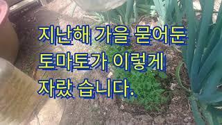 토마토 5배 수확 하려면 곁순 절대로 제거 하지 마세요 #토마토재배 #토마토  #농사