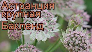 Астранция крупная Бакленд (astrantia major buckland)  обзор: как сажать, саженцы астранции Бакленд