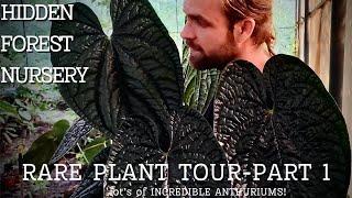 Incredible ANTHURIUMS and other RARE TROPICAL PLANTS in this SECRET FOREST NURSERY - PART ONE