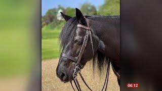 Queen Elizabeth II (1926 - 2022) - New photo of Queen's fell pony Emma (19) (UK) 09/10/22