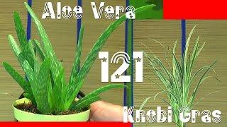 Aloe Vera, Knoblauch Gras und Zimt Aroma Pflanzen