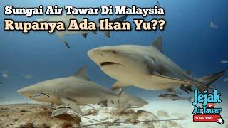 Spesies ikan yu/jerung air tawar di Malaysia