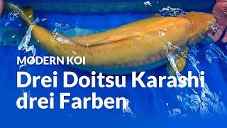 Doitsu Karashigoi bis 85 cm aus unserer Kundenkoiaufzucht| Modern Koi Blog #6475