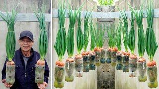 Growing Onions with just a few small plastic bottles, great results
